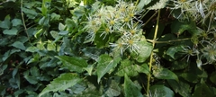 Clematis vitalba