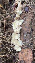 Ductifera pululahuana