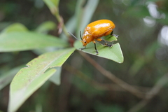 Podontia lutea