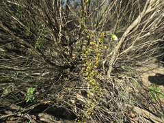 Drosera planchonii