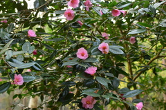 Camellia uraku