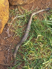Crotaphopeltis hotamboeia