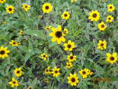 Sanvitalia procumbens