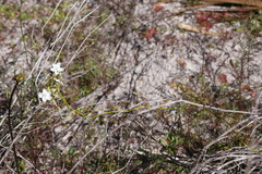 Drosera pallida
