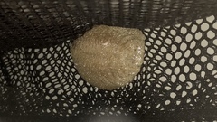 Sphodropoda quinquedens