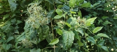 Clematis vitalba