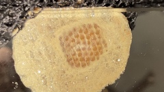 Sphodropoda quinquedens