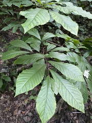 Asimina triloba