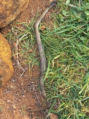 Crotaphopeltis hotamboeia