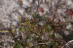 Drosera pallida