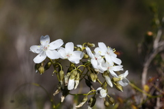 Drosera pallida