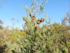 Callitris rhomboidea