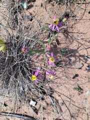Senecio arenarius