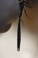 Somatochlora albicincta