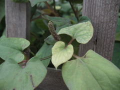 Houttuynia cordata