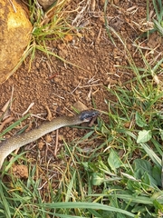 Crotaphopeltis hotamboeia