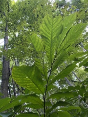 Asimina triloba