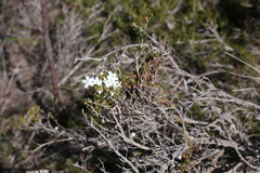 Drosera pallida