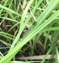 Coenagrion armatum