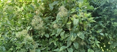 Clematis vitalba