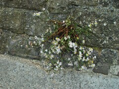 Tripolium pannonicum