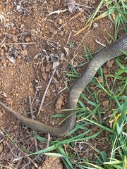 Crotaphopeltis hotamboeia