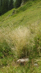 Deschampsia cespitosa