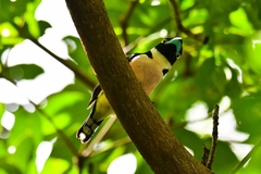 Eurylaimus ochromalus