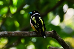 Eurylaimus ochromalus