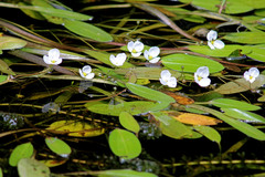 Sagittaria filiformis