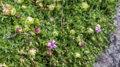 Silene acaulis exscapa