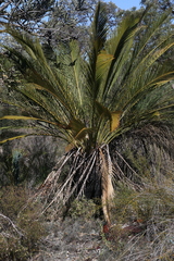 Macrozamia fraseri