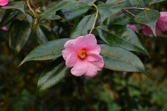 Camellia uraku