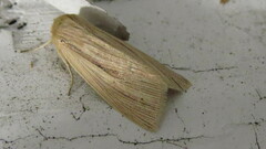 Mythimna oxygala