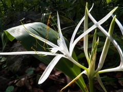 Hymenocallis jaliscensis