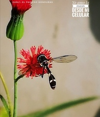 Brachycera