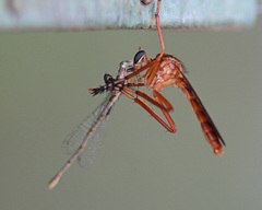 Diogmites