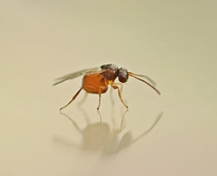 Cynipidae