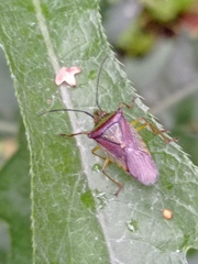 Acanthosoma haemorrhoidale