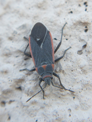 Melacoryphus lateralis