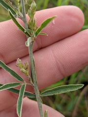 Lespedeza leptostachya