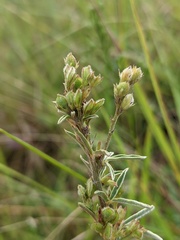 Lespedeza leptostachya