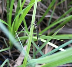 Coenagrion armatum