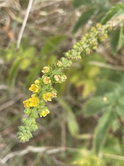 Agrimonia eupatoria