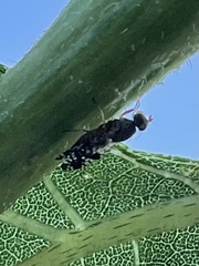 Neotephritis finalis