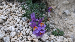 Linaria alpina