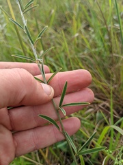 Lespedeza leptostachya