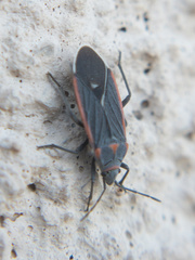 Melacoryphus lateralis