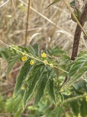 Agrimonia eupatoria