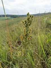 Lespedeza leptostachya